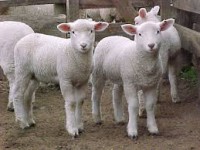 /album/fotogaleria-ovinos/descarga-1-jpg/